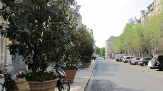 Alignement d’arbres à Angers ©V.Vidril